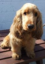 Jasper (Cocker Spaniel)