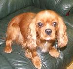 Ruby xx (Cavalier Span...