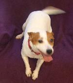 Honey (Jack Russell)