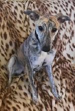 Trixie xx (Lurcher)