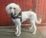 Harry (Standard Poodle)