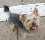 Jock (Yorkshire Terrier)