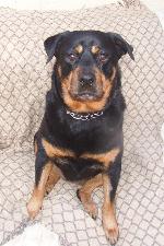 Summer (Rottweiler)