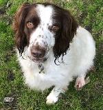 Brogan xx (Springer Sp...