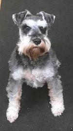 Frankie xx (Schnauzer)