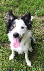 Sawyer xx (Border Collie)