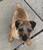 Belle (Border Terrier)