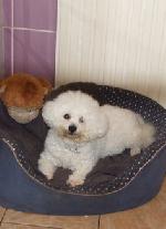 Lola (Bichon Frise)