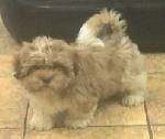 Ant xx (Shih Tzu)