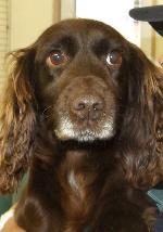 Susie (Spaniel)