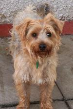 Mac (Yorkshire Terrier)