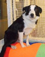 Ben xx (Border Collie)