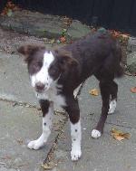 Red (Border Collie)