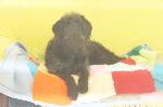 Bronwyn (Labradoodle)