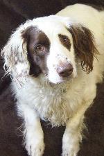 Tai (Springer spaniel/...