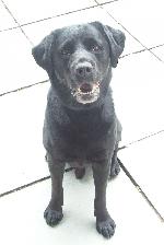 Jack (Labrador Black)