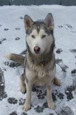 Nanook (Husky / Malamu...