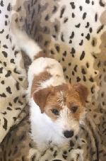 Fizz xx (Jack Russell ...