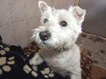 Wallace (Westie)