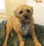 Kirsty (Border Terrier)