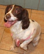 Molly xx (Springer Spa...