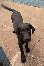 Buddy (Lab x)