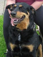 Tara xx (Rottie xSheph...