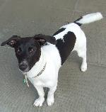 Flyn (Jack Russell)