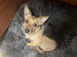 Princess (Yorkie cross)