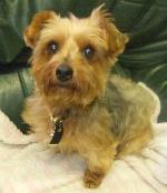 Tanya (Yorkshire Terrier)