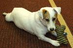 Barney (Jack Russell)