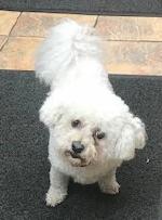 Dill (Bichon Frise)