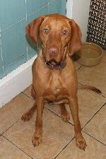 Ruby (Hungarian Vizla)