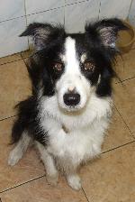 Mercury (Border Collie...