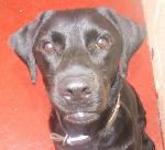 Scooby (Labrador)