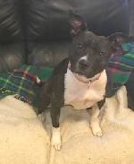 Bella xx (Staffy x Col...