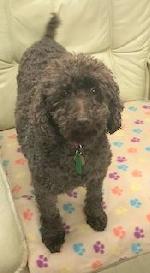 Sonny xx (Poodle Type)