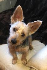 Rocky xx (Yorkie x Dac...