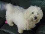 Shiro xx (Bichon Frise)