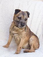 Fergus (Border Terrier...