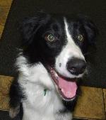 Alfie xx (Border Collie)