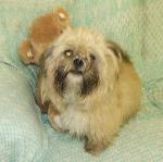 Biobby (ShihTzu x Lhas...