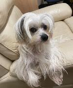 Milo (Chinese Crested)