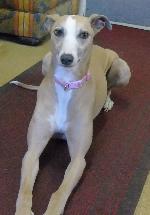 Lily (Lurcher)