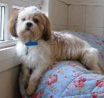 Max xx (Lhasa Apso)