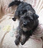 Scooby (Cairn Terrier x)