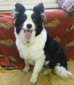 Daisy (Border Collie)