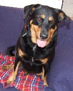 Tara xx (Rottie x)