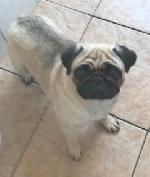 Frankie (Pug)