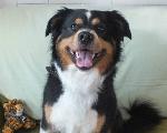 Charlie (Bernese / Col...